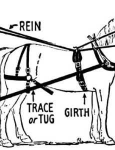 Horse harness