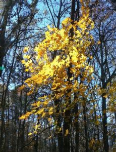 Acer floridanum