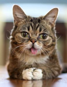 Lil Bub