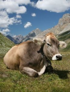 Cattle