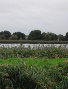 Woodberry Wetlands