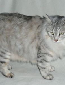 Kurilian Bobtail