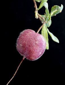 Billardiera ovalis