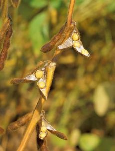 Soybean