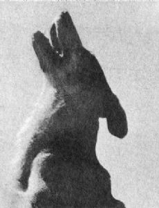 Lightning (dog)