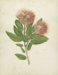 Ellen Cheeseman