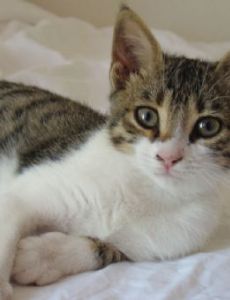 Cyprus cat
