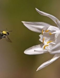 List of Taxa named by Gaspard Auguste Brullé FamousFix List