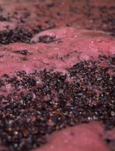 Yeast in winemaking