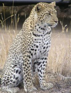 Sheena