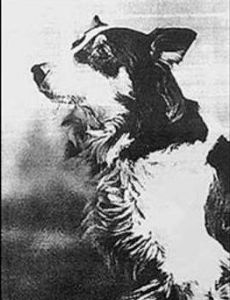 Jean the Dog