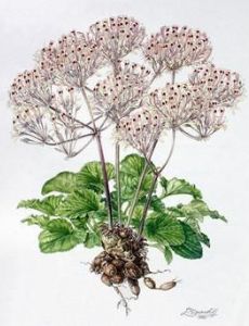 Ellaphie Ward-Hilhorst