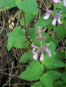 Stachys bullata