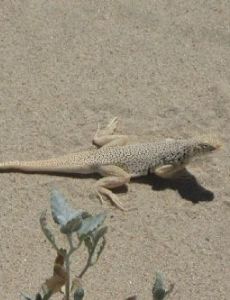 Mojave fringe-toed lizard