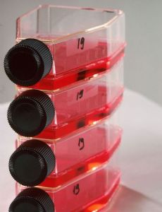 Tissue culture