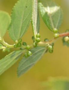 List of Trema (plant) FamousFix List