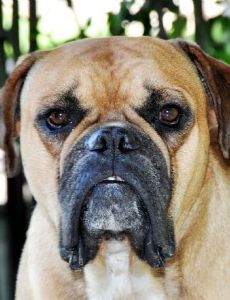 Campeiro Bulldog