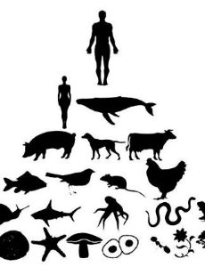 Anthropocentrism