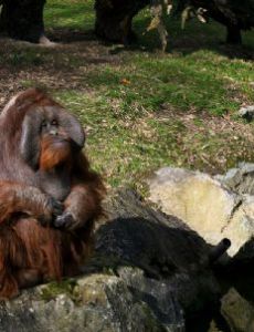 Bornean orangutan