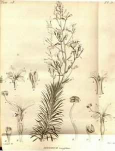 Louis Claude Richard