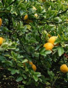 Trifoliate orange