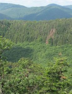 Western European broadleaf forests