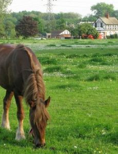Grazing rights