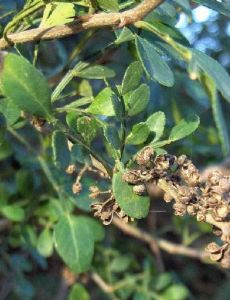 Zanthoxylum fagara