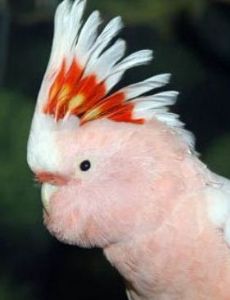 Cookie (cockatoo)