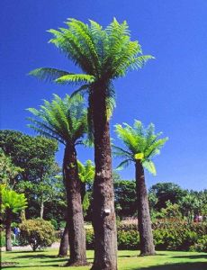 Logan Botanic Garden