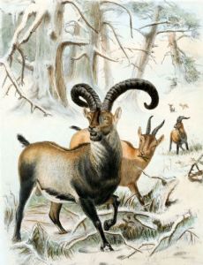 Pyrenean ibex