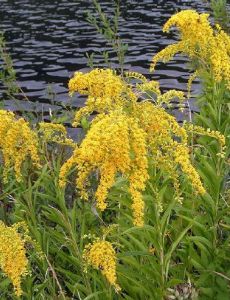 Solidago gigantea