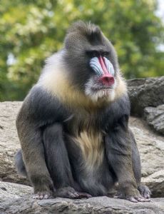 Mandrill