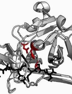 Protease