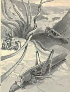 Edward Step