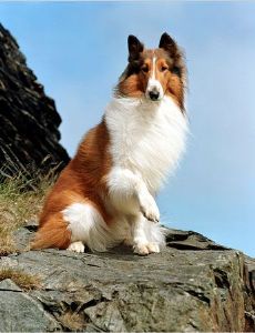 Lassie