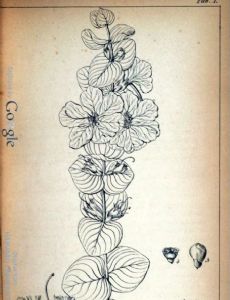 Mary Fielding (botanist)