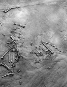 List of Oligocene birds FamousFix List