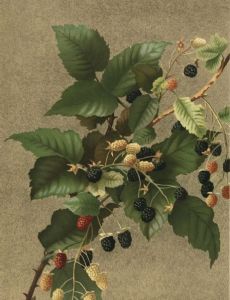 Ellen Thayer Fisher