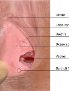 Skene's gland
