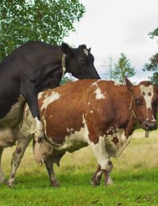 Bulling (cattle)