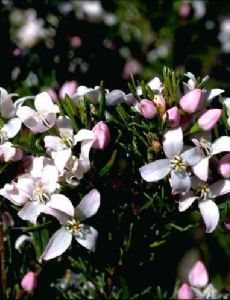 Boronia citriodora