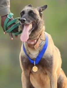 K9 Killer