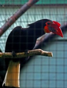 Writhed hornbill