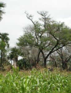 Agroforestry