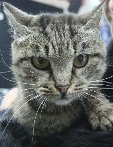 Matroska (cat)
