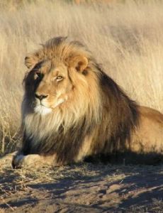 Lion