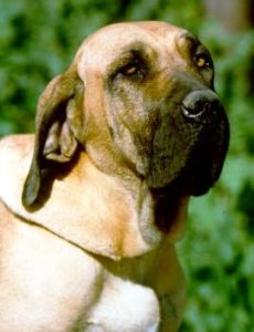 Fila Brasileiro