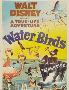 Water Birds