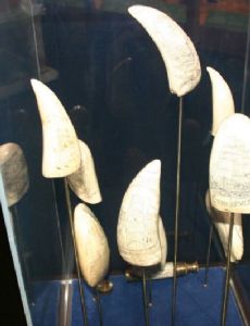 Scrimshaw
